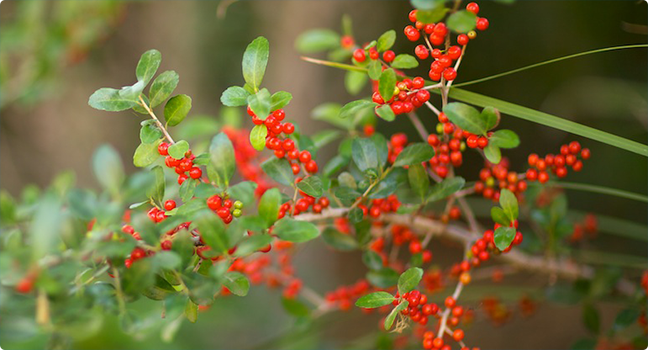 Xeriscape Landscaping in The Dominion San Antonio: Traditional Aesthetics with Lower Water Use — The Dominion San Antonio