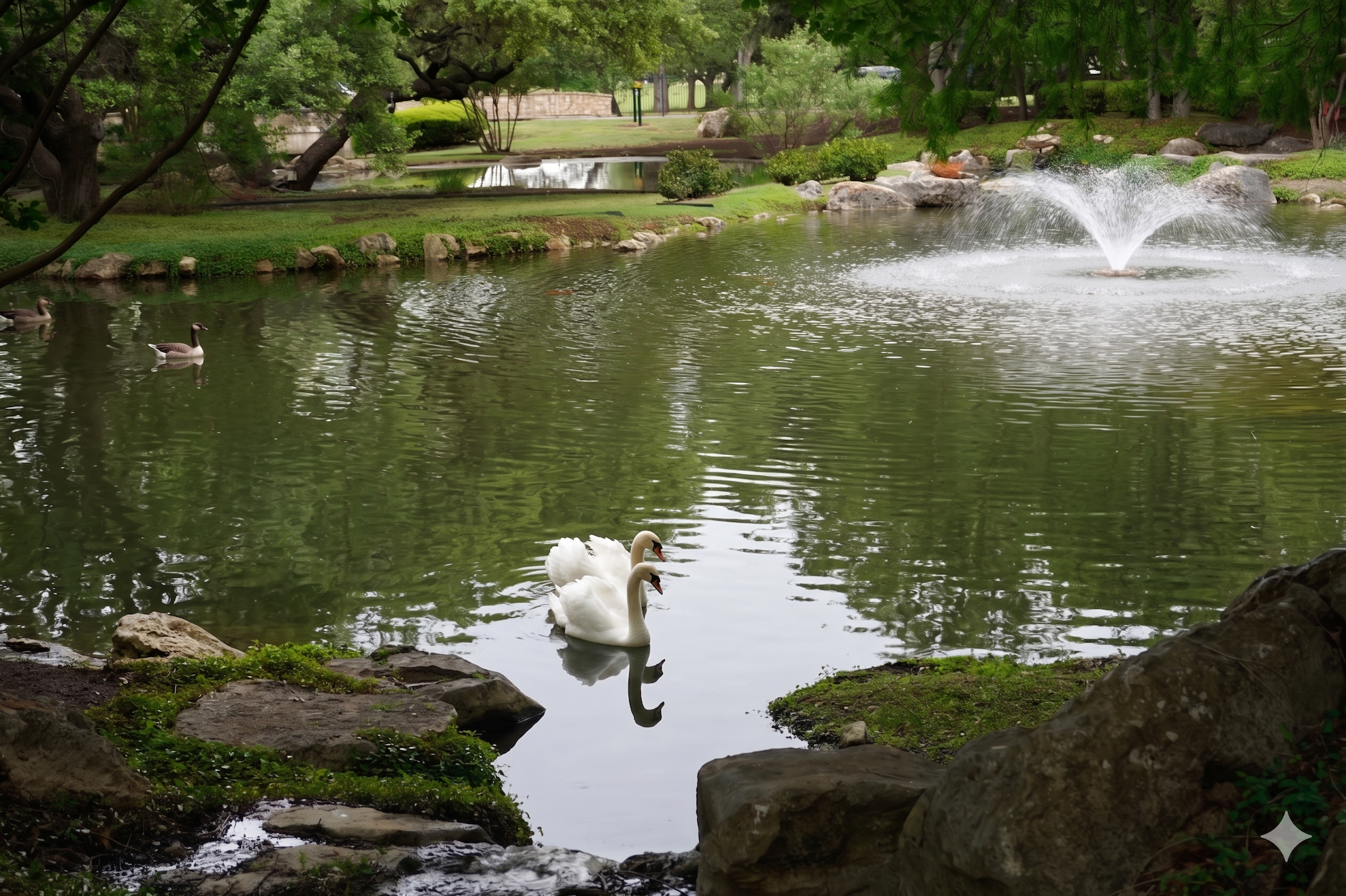 The Swans of Lakes Park: A Living History of The Dominion’s Resident Icons